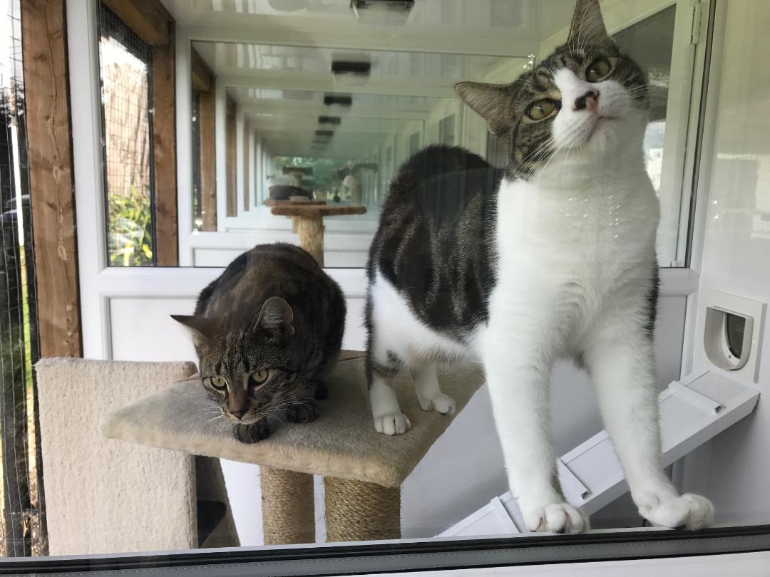 Gatehouse luxury Boarding Cattery Bournemouth Poole Ferndown Ringwood